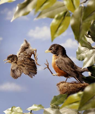 baby-bird-leaving-nest-via-a-kick.jpg